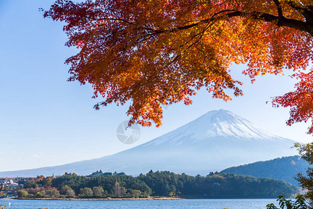 河口湖的富士和枫树图片