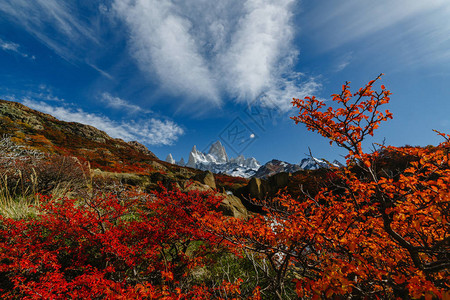 日间菲茨罗伊山和洛斯格拉西亚雷斯公园红树丛的景象图片
