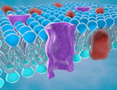 细胞质膜的结构背景图片