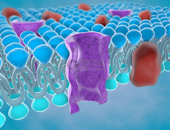 细胞质膜的结构图片
