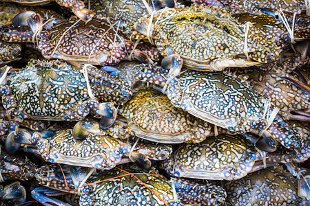 渔场海鲜中的新鲜螃蟹图片