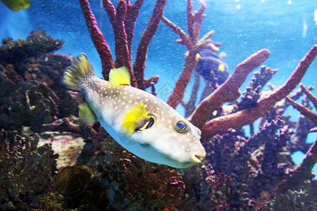 海底生物珊瑚礁图片