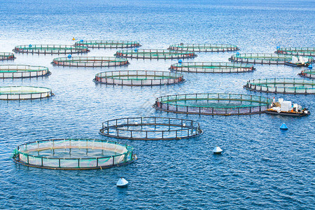 海鱼养殖场养鱼的渔具和海盆工背景图片