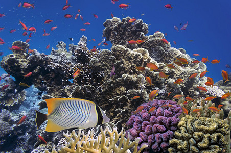 埃及红海的热带鱼和硬珊瑚图片