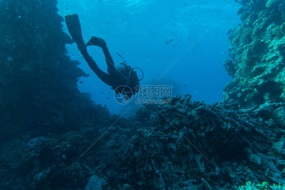 ScubaDiver热带图片