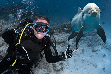 潜水员用深蓝海面背景的水下海豚拍图片