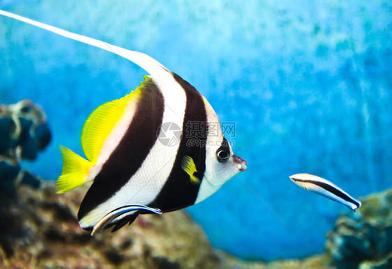 热带鱼在水族馆的照片图片