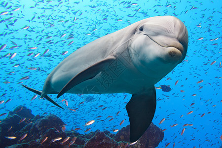 海洋生物海豚图片