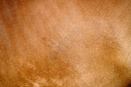 一匹棕色马的纹理毛皮特写镜头图片