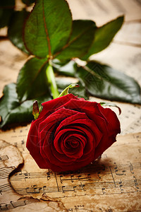复古乐谱上美丽的红玫瑰图片