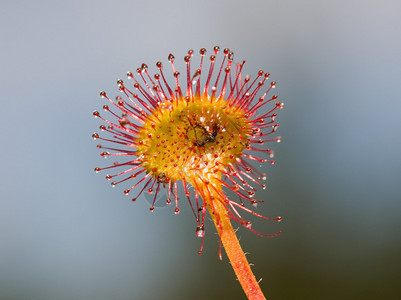 茅膏菜单花关闭图片