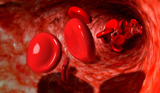 血脉与红细胞通过血液循环的血背景图片