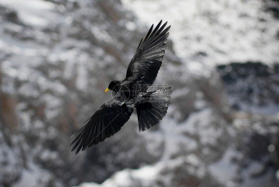 AlpineChough在意大利多图片