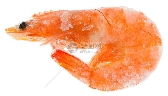 白色背景中分离的冷冻熟虾图片
