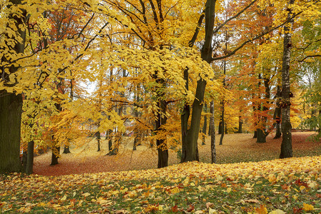 秋天仍然有生命在前景下黄图片