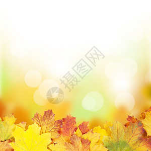 秋天背景与枫叶和阳光散景图片