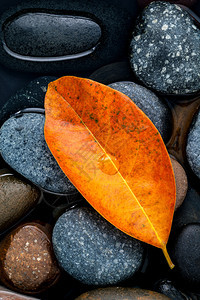 秋天秋天和千禧年的概念橙色假期图片