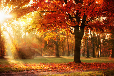 秋天风景秋季景象树木和叶树阳光图片