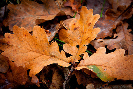 秋叶橡树叶软照片图片