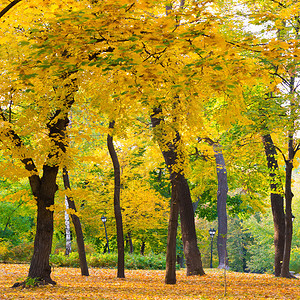 有明亮的黄色树的秋天森林或公园图片