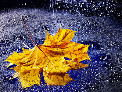 黄色的秋叶漂浮在雨中的水面上图片
