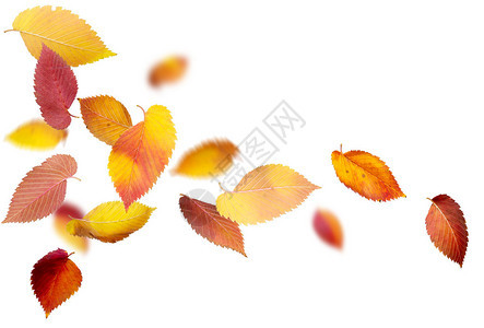 白色背景上飘落和旋转的秋叶图片