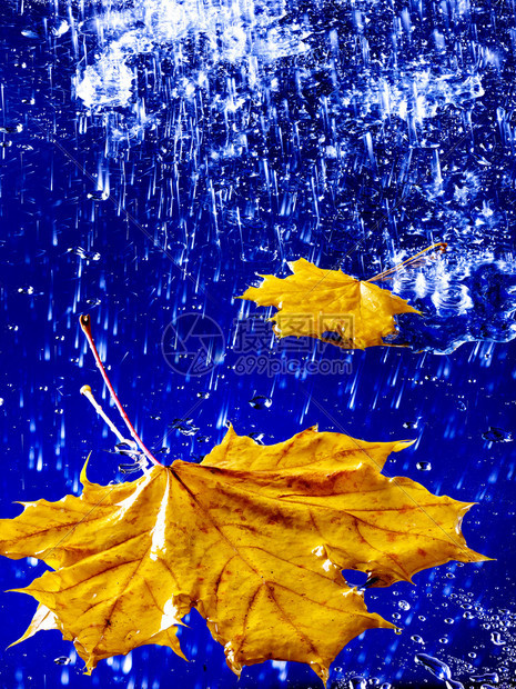 黄色的秋叶漂浮在雨中的水面上图片