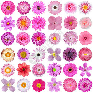 在白色背景上隔离的各种粉红色紫色白色和红色花朵的大选择花型有玫瑰大丽花万寿菊百日草稻草雏菊背景图片