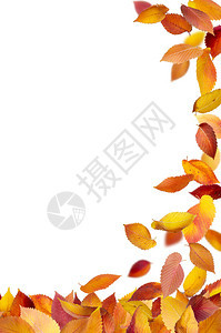 秋天的落叶在地上被白色隔离图片