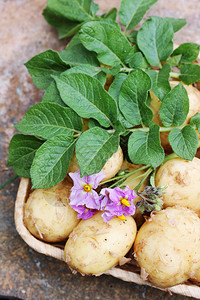 块茎年轻的土豆和一朵土豆花图片