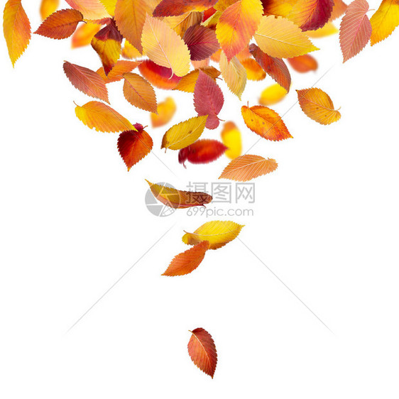 秋天的叶子从上面落下从孤图片