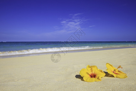 两只黄色的木躺在海边夏威夷海滩沙图片