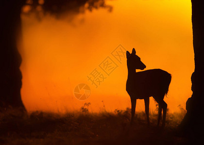 在英国日落时雌堕落的鹿图片