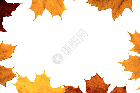 秋天枫叶框架背景图片