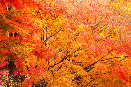 秋季林图片