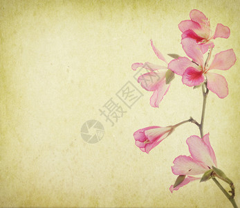 紫荆花Grunge抽象背景图片