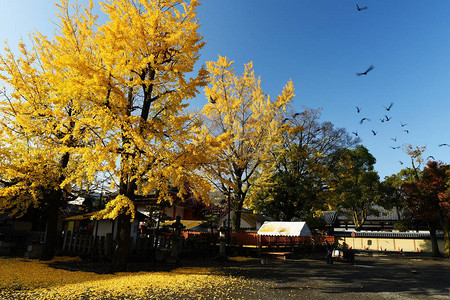 日本京都Toji寺庙黄金果图片