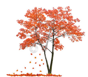 红色枫树图片-红色枫树高清设计图片素材大全-摄图网