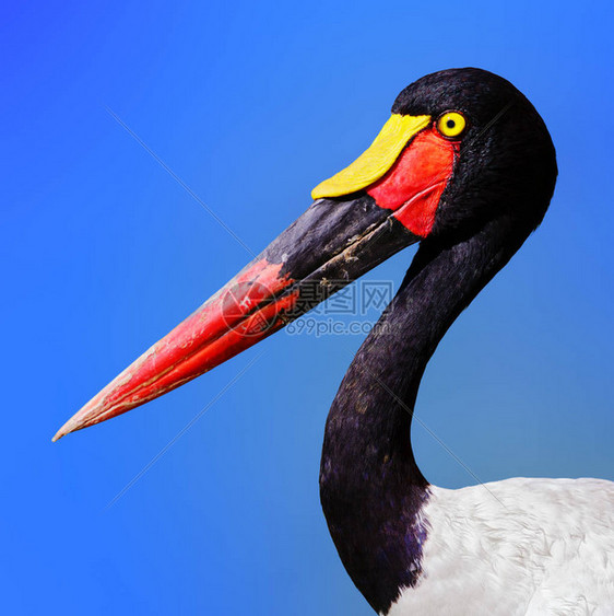 振奋的颜色使鸟儿壮观埃菲皮约尔希尼加勒斯Ephipppiorhynchussenegal图片