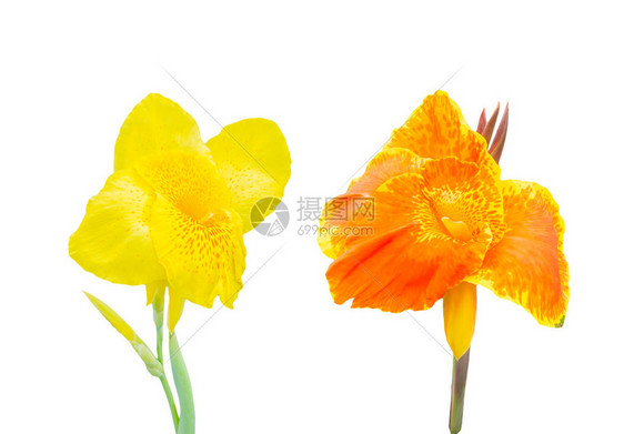 美丽的橙色和黄色的坎纳花朵在白色图片