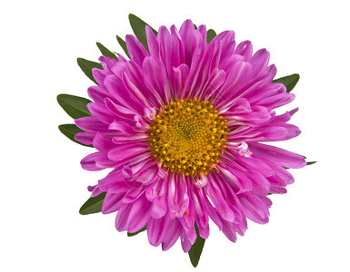 白色背景上的紫菀粉色背景图片