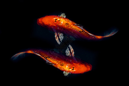 两只红鱼象征着好运和繁荣在黑暗的海水中日本图片