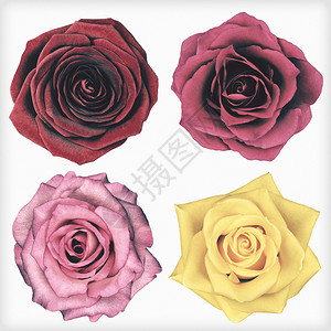 四朵玫瑰花在白色背景上被孤立花朵是破旧的古图片