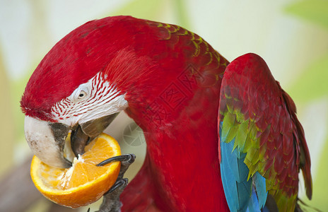 吃橙子的猩红色金刚鹦鹉图片