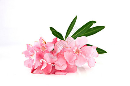 白色背景上的浅粉色花束图片