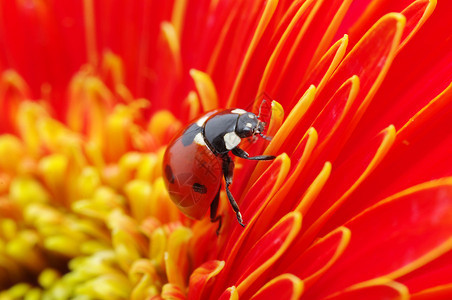 瓢虫坐在花瓣上背景图片