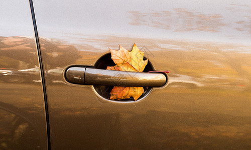 车门上的黄叶秋天来了图片