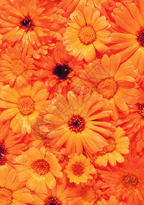 成熟的橙花无缝背景图片