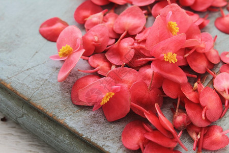 苹果花装饰特写图片