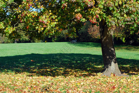 公园里的一棵秋天的枫树图片